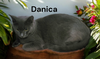 Danica