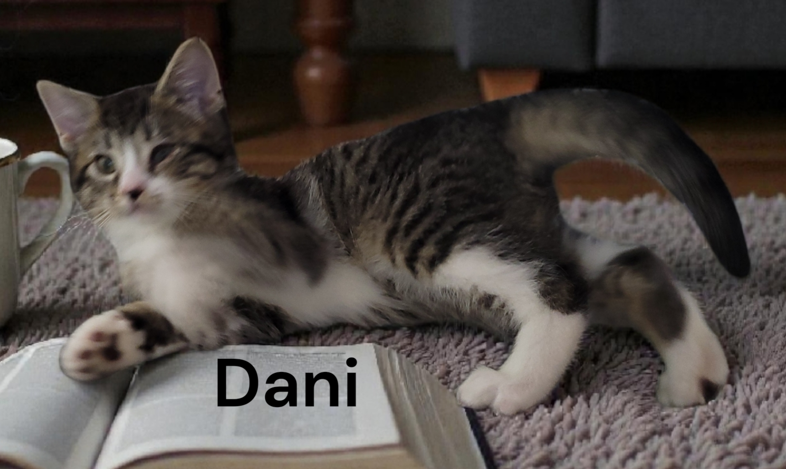 Dani Image