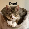 Dani