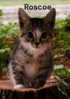 Roscoe
