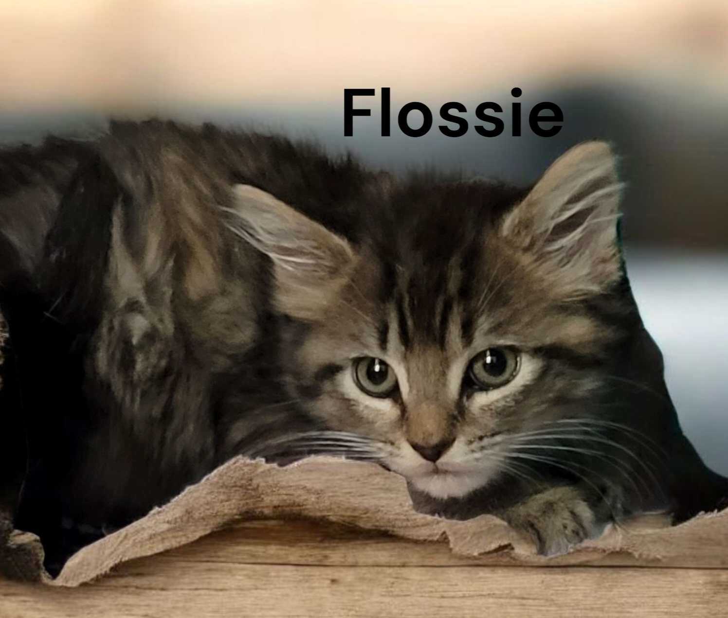 Flossie, photo 3