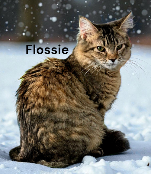 Flossie, an adoptable Tabby in Kilmarnock, VA