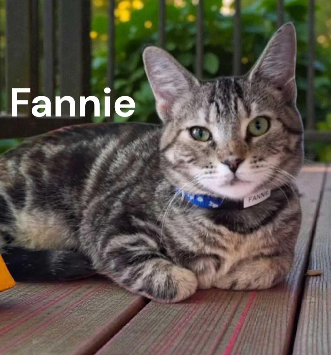 Fannie Image