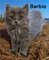 Barbie