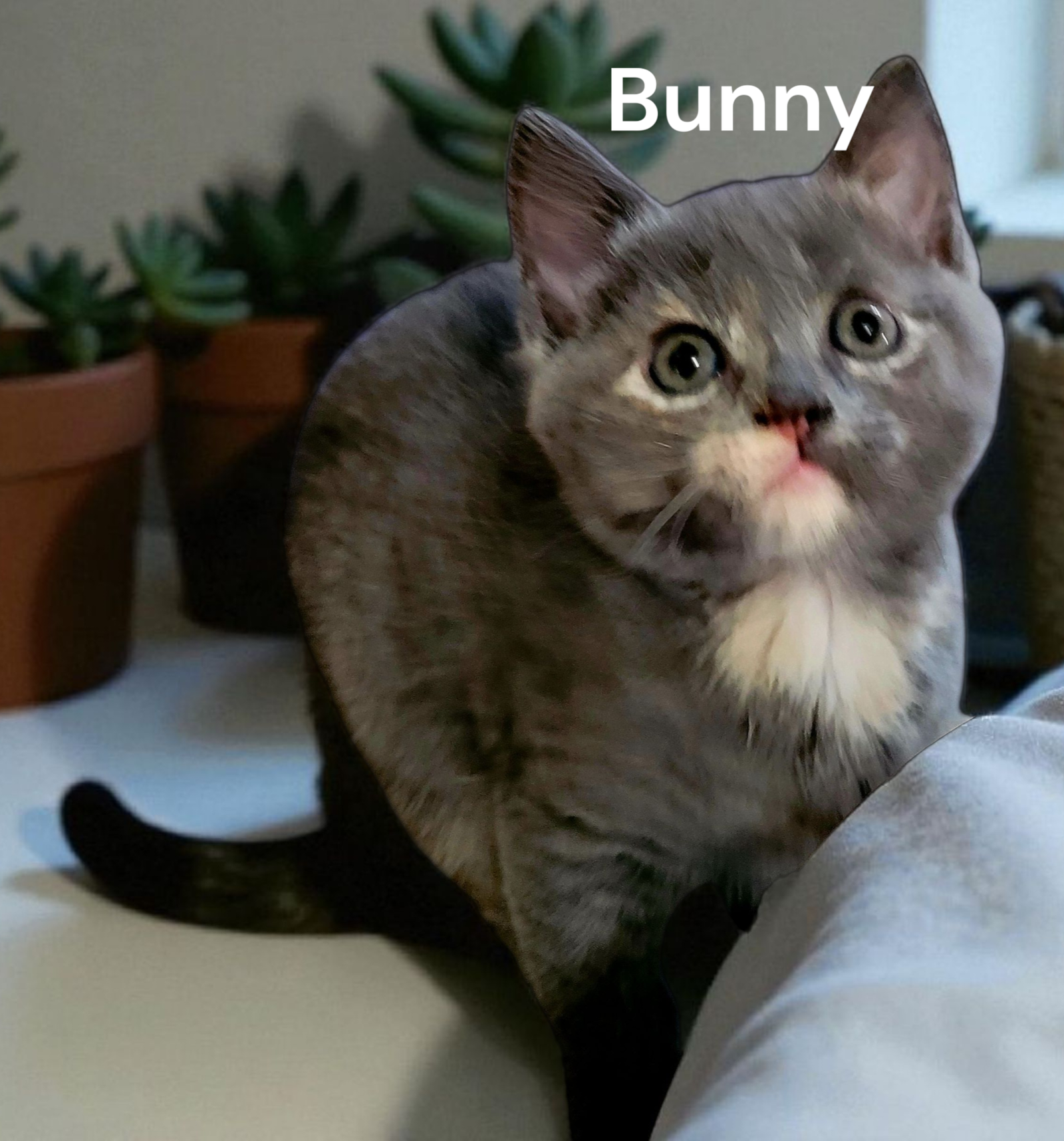 Bunny Image