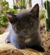 Bodhi