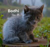 Bodhi