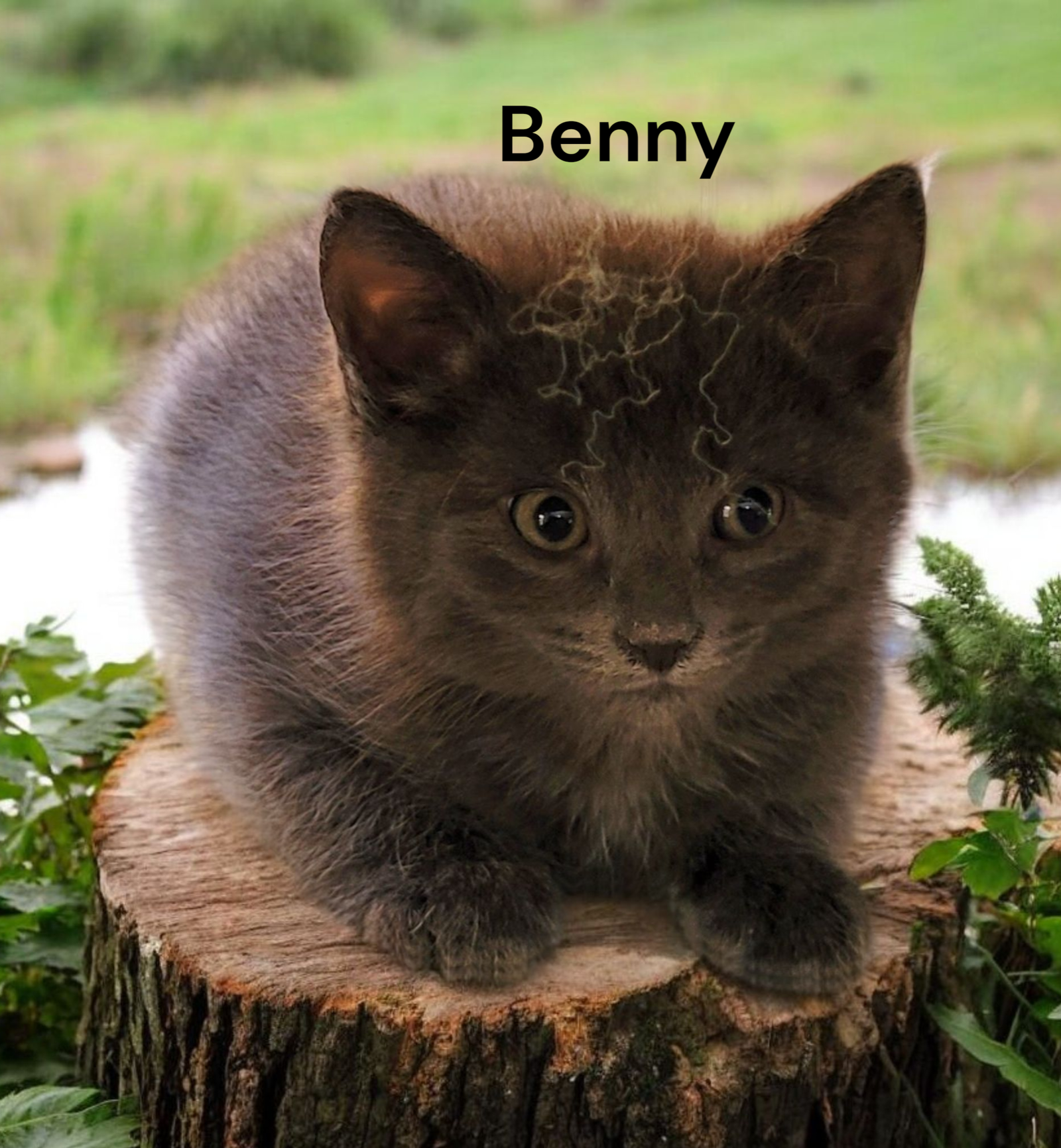 Benny Image