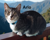 Arlo