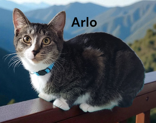 Arlo