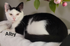 Alby