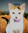 Alice
