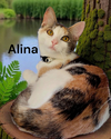 Alina