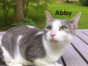 Abby