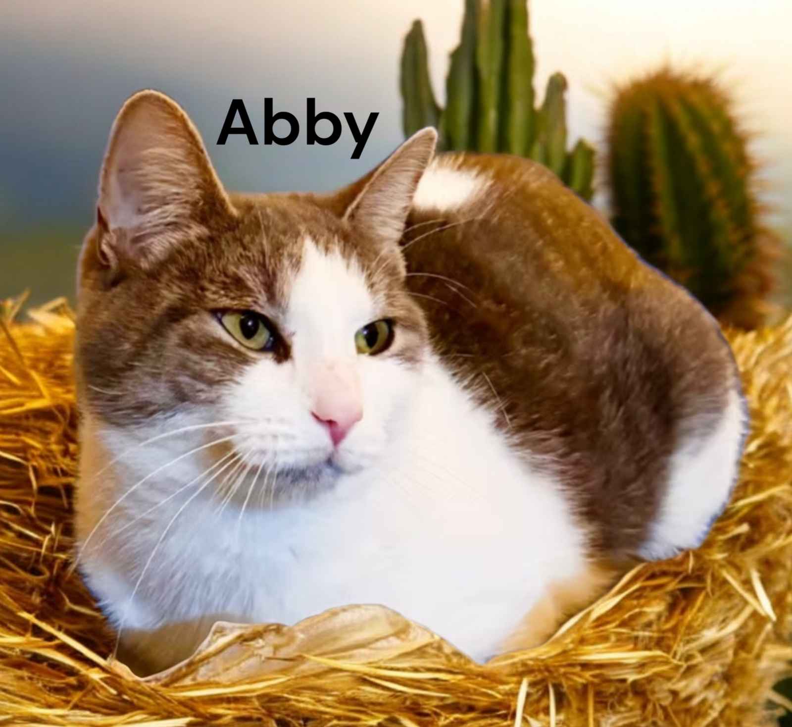 Abby Image
