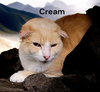Cream