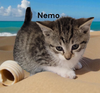 Nemo