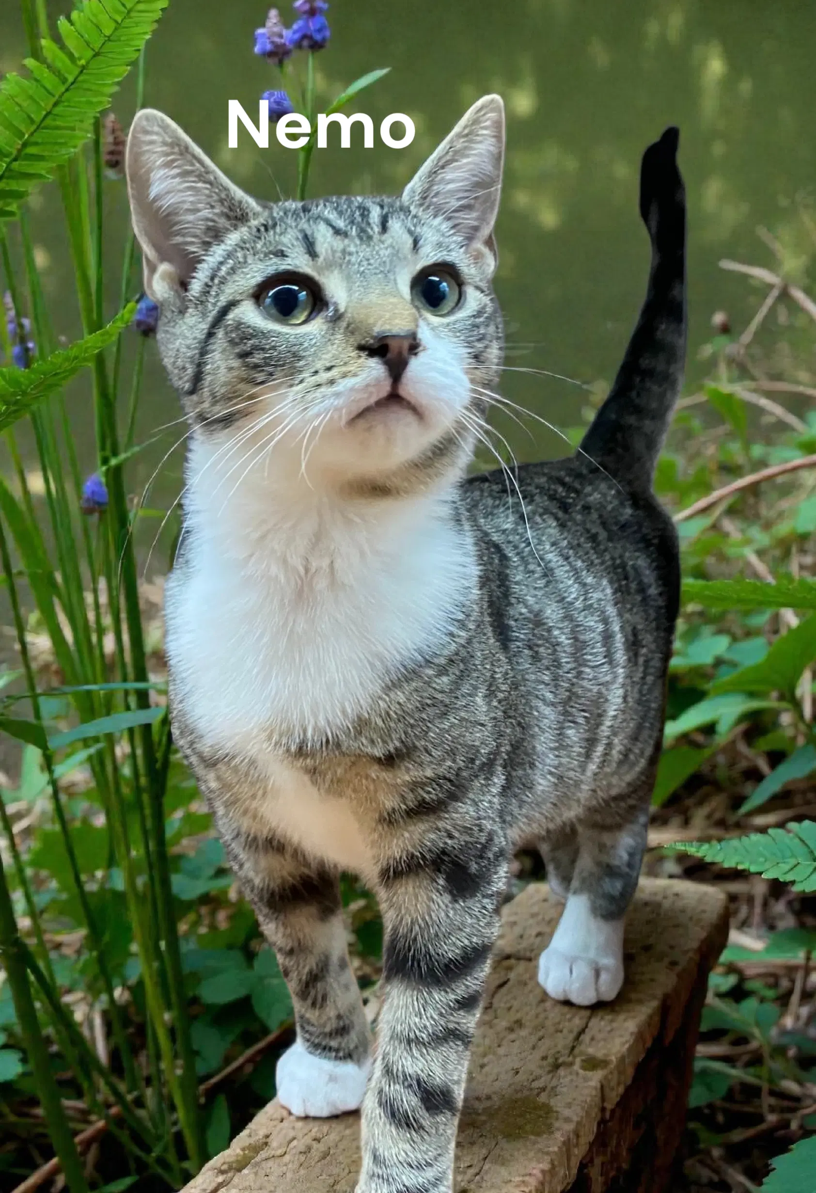 Nemo - Tabby