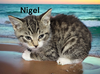 Nigel