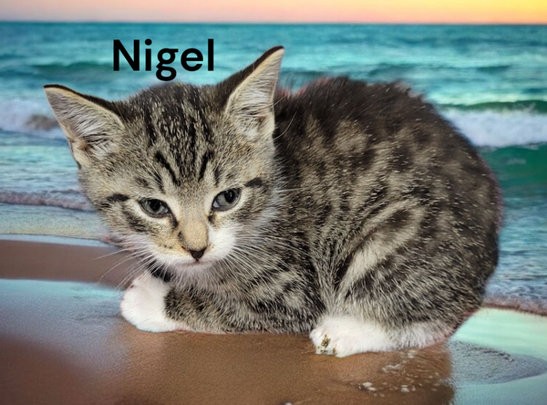 Nigel