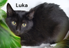 Luka