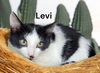 Levi