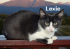 Lexie
