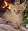Tony