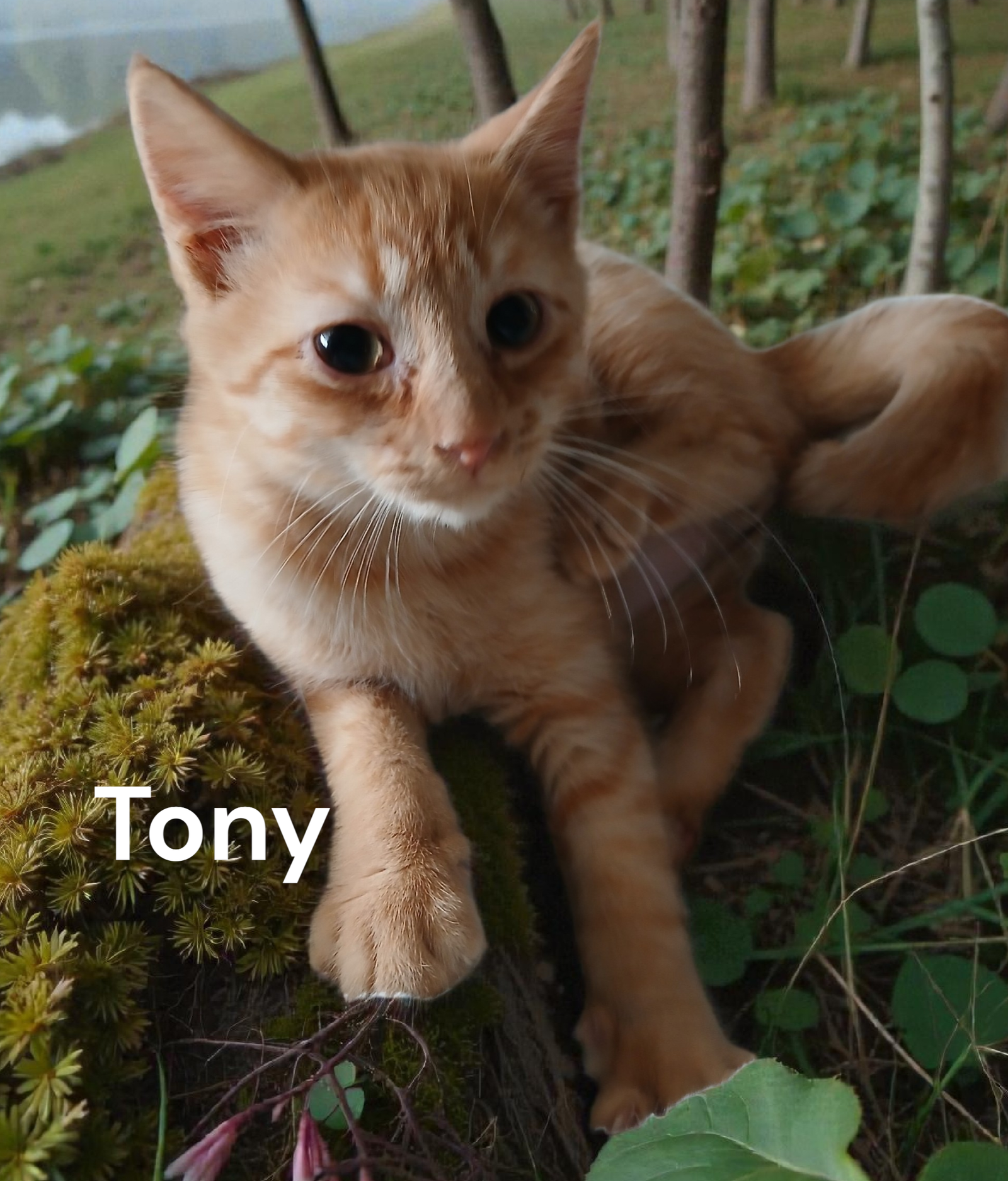 Tony Image