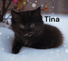 Tina