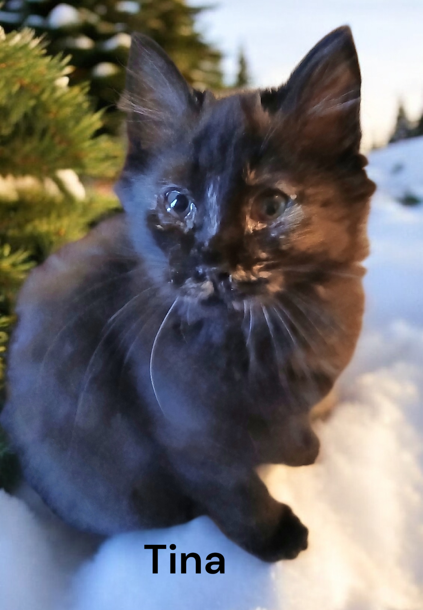 Tina Image