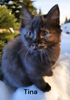 Tina