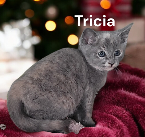 Tricia