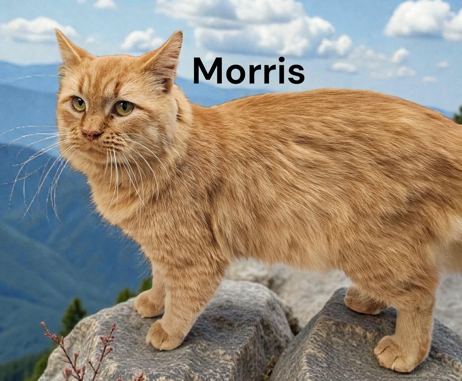 Morris Image
