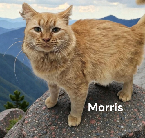 MORRIS - Tabby available for adoption