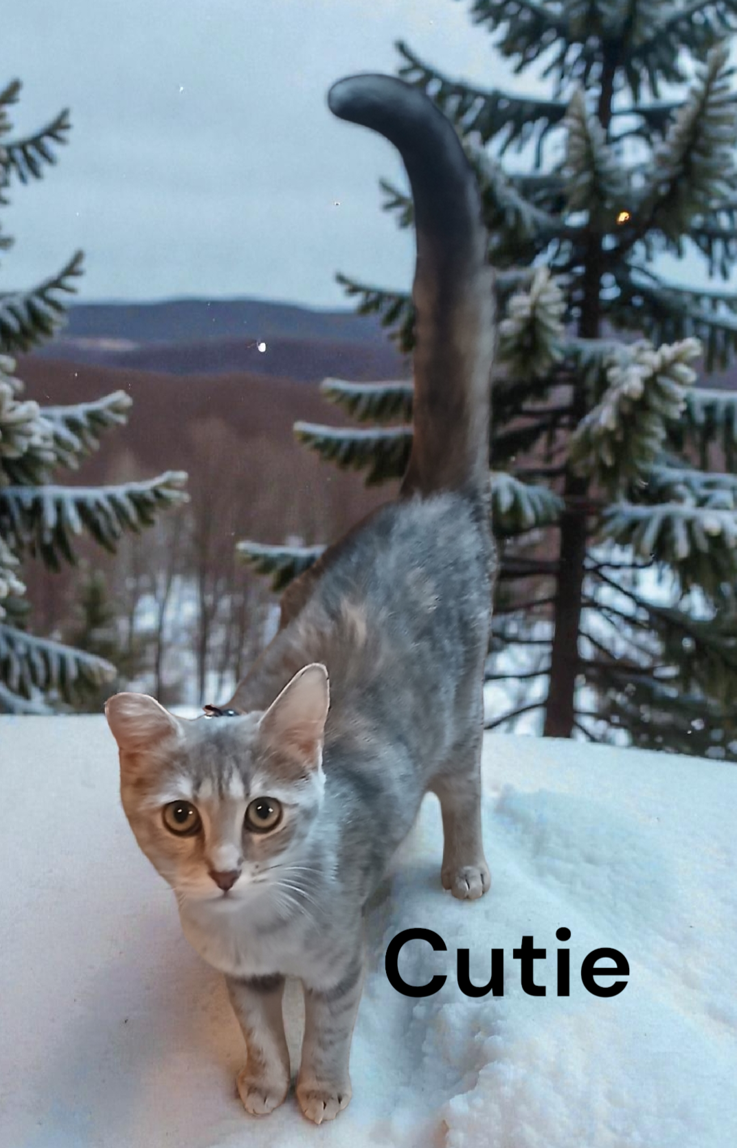 Cutie Image