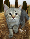 Tank