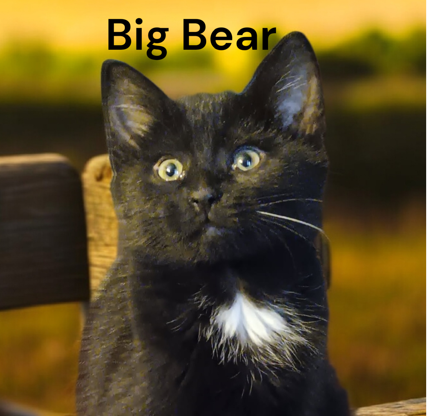 Big Bear Image