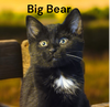 Big Bear