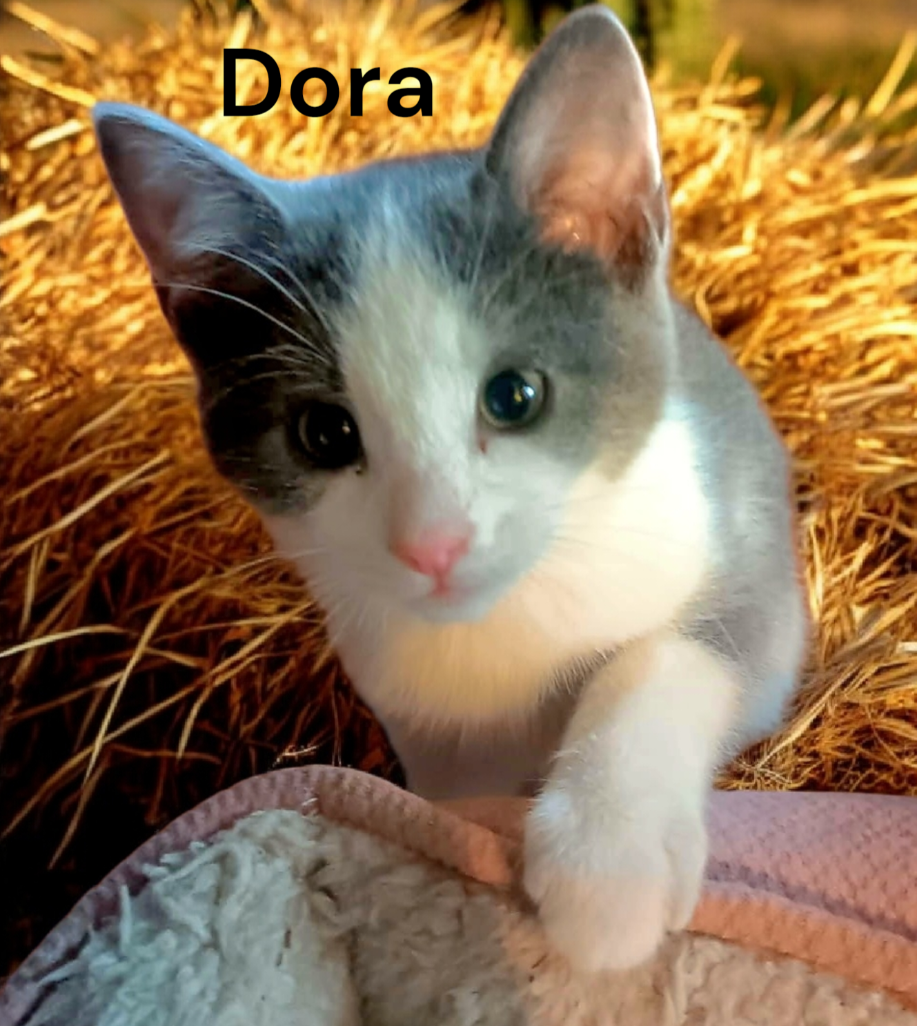 Dora Image