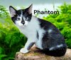Phantom