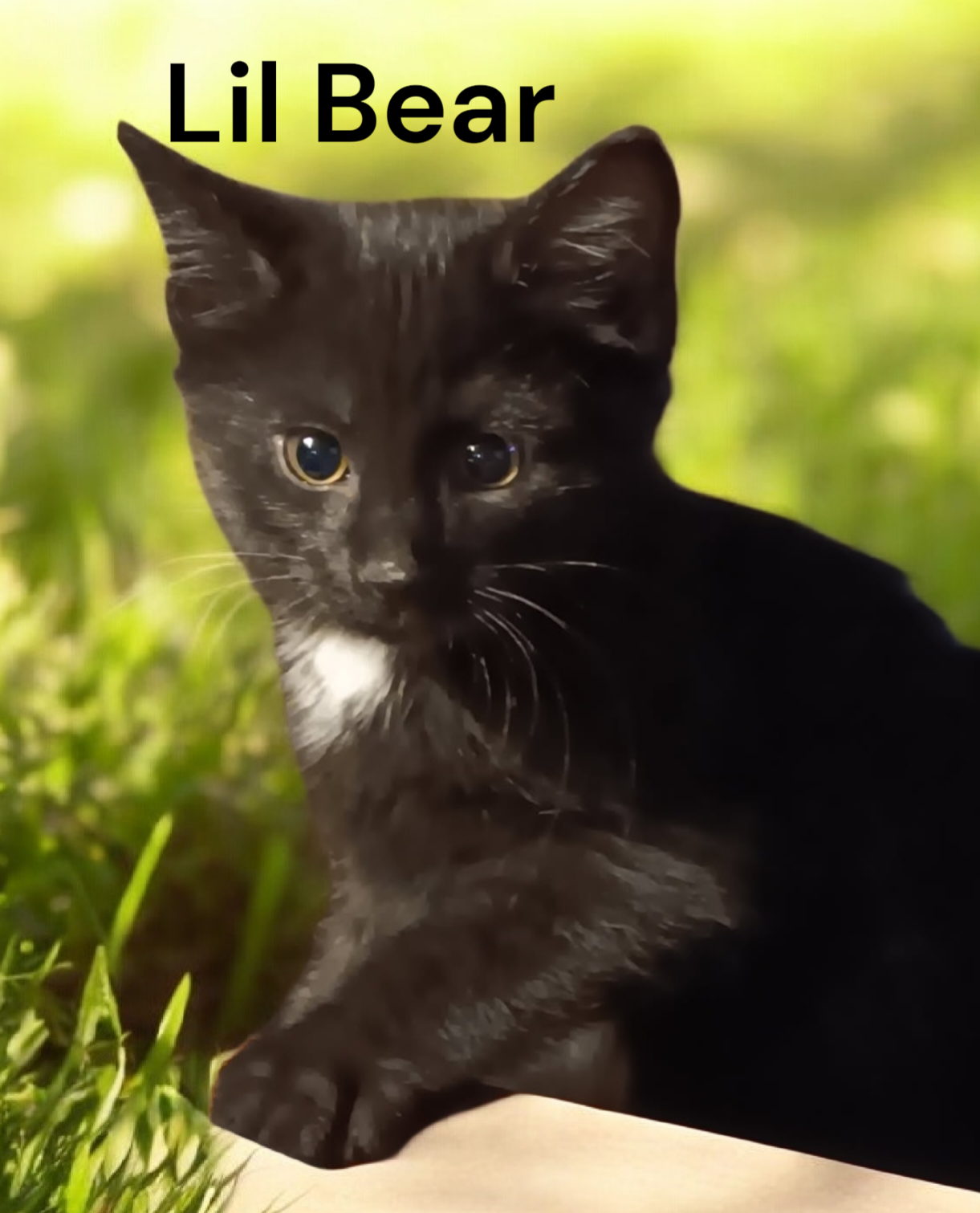 Lil Bear Image
