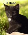 Lil Bear
