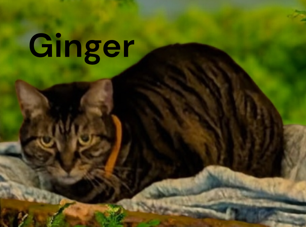 Ginger Image