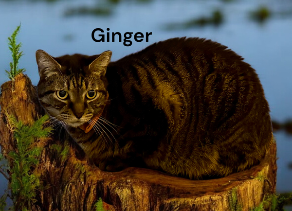 Ginger