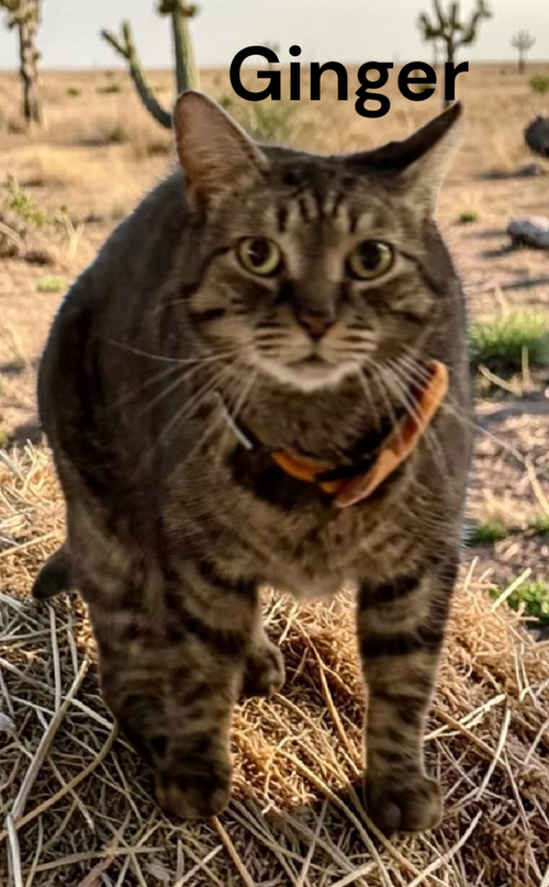 Ginger, an adoptable Tabby in Kilmarnock, VA