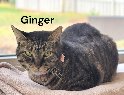 Ginger, an adoptable Tabby in Kilmarnock, VA