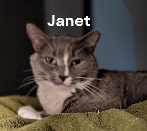 Janet, an adoptable Domestic Short Hair in Kilmarnock, VA