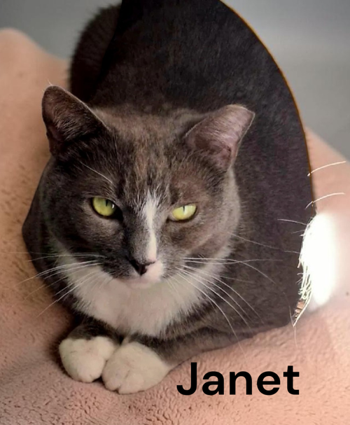 Janet, Adult Domestic Short Hair, cat for adoption in Hampton, Virginia