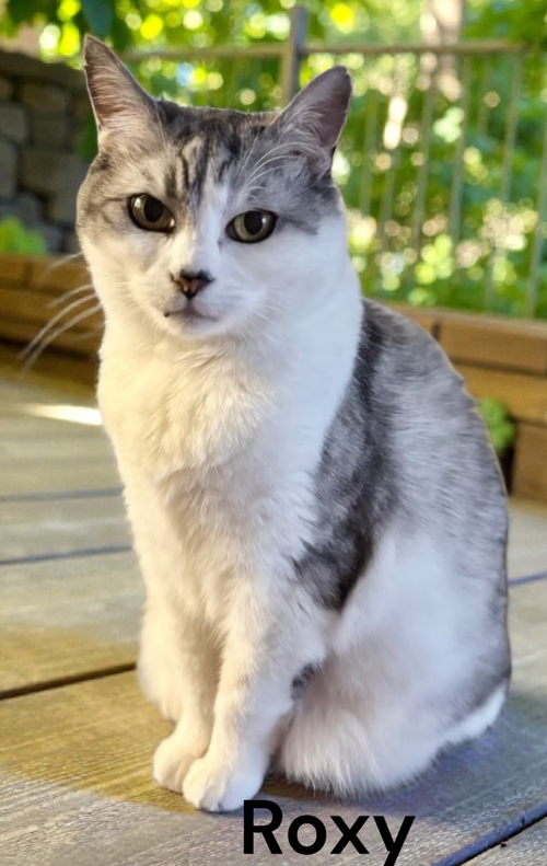 Roxy